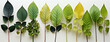 A flat lay Facebook banner image with different colorful leaves in order to color tones on white background 