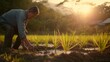 An elderly farmer clearing weeds from rice in a rice field in the morning against a background of green scenery and morning sunlight. Created with Generative AI.