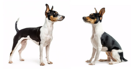 Wall Mural - Dog Rat Terrier