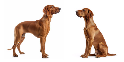 Sticker - Dog Red Redbone Coonhound