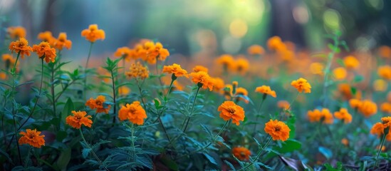 Poster - A meadow filled with vibrant orange flowers growing amidst the lush green grass, creating a stunning natural landscape.