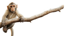Wild Baby Monkey Hanging On A Branch Isolated On White Background  Created With Generative AI Technology 