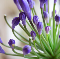 Wall Mural - Blue agapanthus flower close up macro