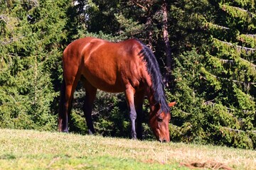 horse in the field