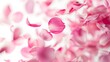 © Littleforest Stocker - Pink Rose Petals Background: A Beautiful Macro Floral Composition in Pink, Perfect for Weddings, Valentines, and Garden-themed Designs. white background.