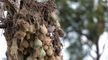  A Gabar Goshawk Trying To Open A Weaver Nest