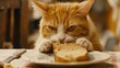 Orange tabby cat biting a piece of bread on a plate. Indoor domestic animal behavior scene.