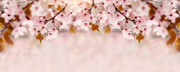 Poster - Spring floral background in nature. Cherry or sakura branch blossoming during flowering. Flowers and buds of cherry trees on a tree in spring.	