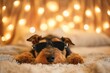 A tan and black Airedale terrier dog wearing sunglasses lays on a bed