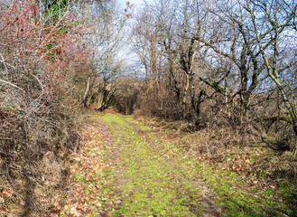 Wall Mural - Grass path in the autumn forest. Trees and bushes.