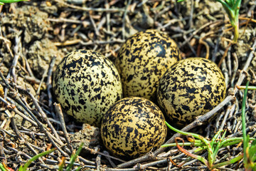 Wall Mural - The Lapwing (Vanellus vanellus) nest is made of alkali grass dry stems. Arid salty steppe with Salsola, flat island. Seaside lagoon, north of the Black Sea.