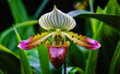 Paphiopedilum Orchideen