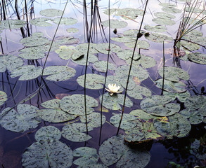 Sticker - water lily in the pond, nacka,sverige,sweden,stockhom,Mats