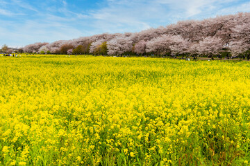 Wall Mural - 権現堂堤の菜の花と桜並木