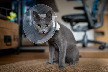 A cute russian blue cat