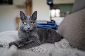 a cute russian blue cat