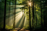 Fototapeta Las - Misty forest with sunbeams piercing through trees on a tranquil morning