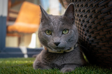 A cute russian blue cat