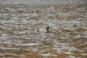 Poster - Mallard duck gracefully gliding on the surface of a lake in Wicklow Mountains, Ireland.