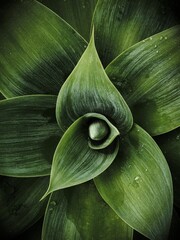 Wall Mural - Vertical shot of a lush plant with delicate and aesthetic curves and water droplets on it