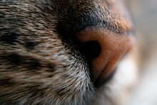 Macro Shot Of A Domestic Cat's Face, Highlighting Its Long Whiskers And Cute Little Nose