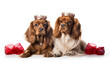 Two red beige yellow dog breed cavalier king charles spaniel with crown isolated on white close-up, Regal Cavalier King Charles Spaniel with Jeweled Crown, Valentines Day Dogs, AI generated