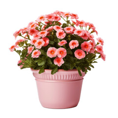 Wall Mural - PNG Format: Flower pot on transparent background.