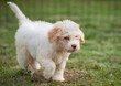 Cute cream color Lagotto Romagnolo puppy