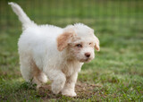 Fototapeta  - Cute cream color Lagotto Romagnolo puppy