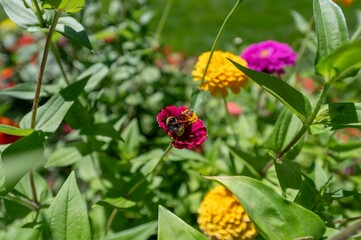 Poster - Bumblebee collecting nectar from a red flower in a garden