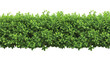 green trimmed bush hedge fencing,  isolated on transparent background