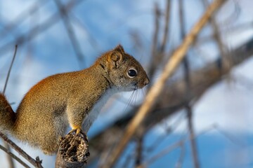 Poster - Adorable shot of a fluffy gray-brown squirrel perched on a branch of a tree in a snowy forest