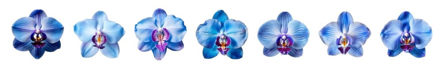 Wall Mural - Collection of blue orchid flowers on a transparent background, PNG, top view