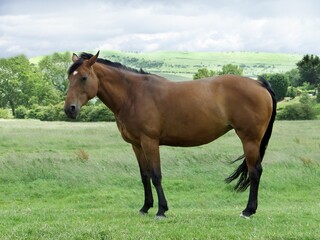 Poster - Beautiful brown horse stands in a lush green grassy field surrounded by tall trees