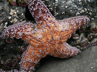 Poster - Vibrant orange starfish standing on the seashore, against a backdrop of sand and rocks