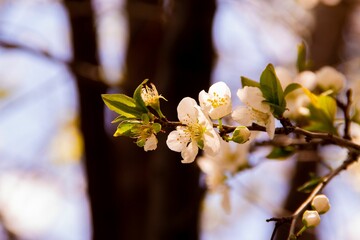 Canvas Print - this is some flowers on a tree that is blooming