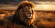 male lion in the sun, lion in the sunset, Lion in savannah sharper than reality