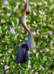 Sticker - Heron looking up while perched on lush green foliage and aquatic plants in a vibrant natural habitat