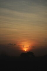 Wall Mural - Stunning sunset view of a silhouetted tree line against a cloudy sky