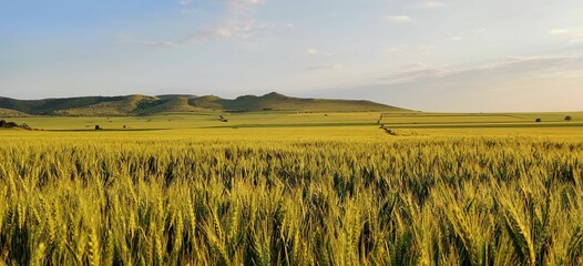 Poster - a field of wheat is in the sunset with mountains in the background