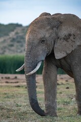 Sticker - African elephant stands in a vast grassy field.