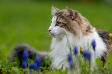  Fluffy cat sitting in the grass among the flowers of spring