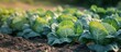 A vibrant field of cabbage plants, a leaf vegetable, growing in the dirt, provides fresh food produce from terrestrial plants.