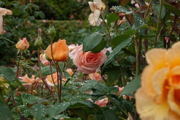 Wall Mural - Outdoor garden with a variety of brightly-colored rose flowers