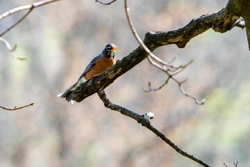 Poster - Close-up shot of an American robin perched on a tree branch