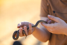 Close Up Of Child's Hands Holding Pet Children's Python Snake