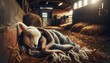 A lamb in a barn, cuddled up with a woolen shawl, the setting is a rustic and warmly lit barn interior.