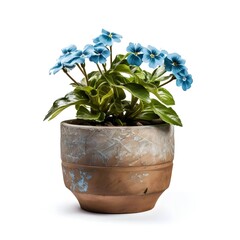 Wall Mural - the plant with pot with isolated background design