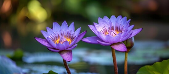 Canvas Print - There are two beautiful purple water lilies, aquatic flowering plants, thriving in the pond.