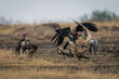 Lappet-faced and white-backed vultures fight over carcase